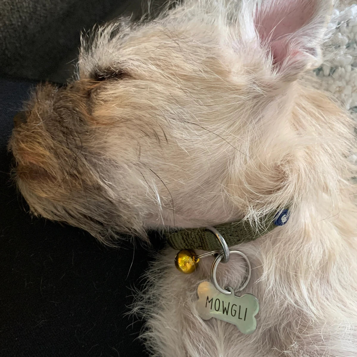 Pet Name & LOST tag