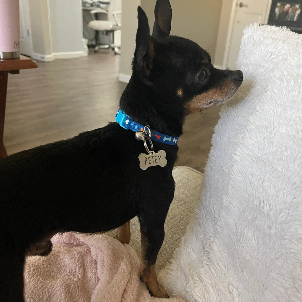 Pet Name & LOST tag