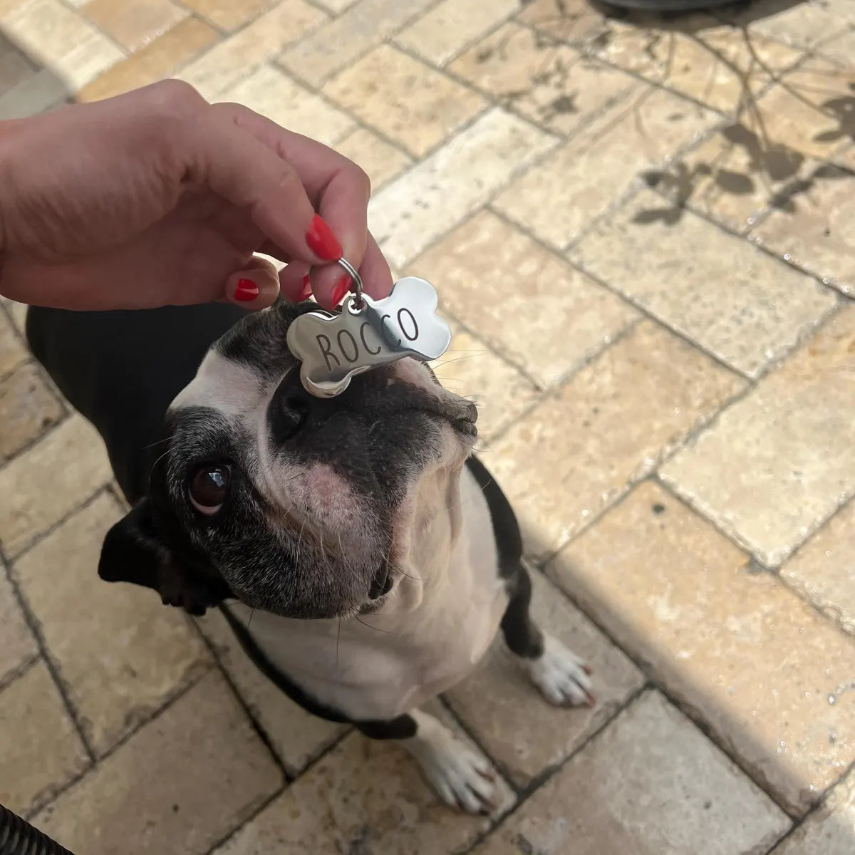 Pet Name & LOST tag